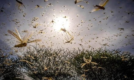 Desert Locust Projection 16th-31st July 2020