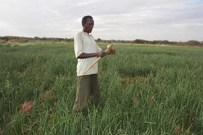New farming methods help Ali become self-reliant and save his livelihood assets.