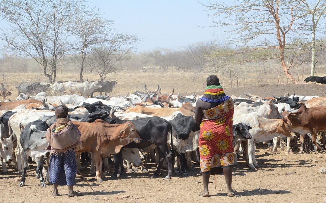 Turkana, Karamojong pastoralists appeal for establishment of regional institutions